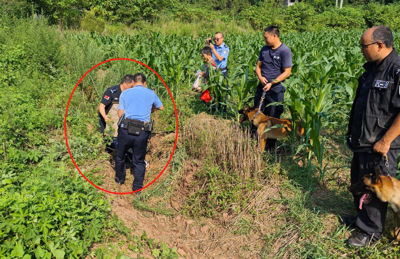 警犬“乘风”“岚光”烈日下再立功！遂宁老人失联20小时后获救！