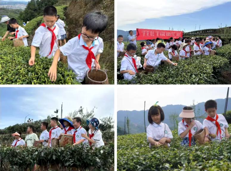 赴一场茶香之约 品一味劳动甘甜——高县第二实验小学校开展亲子采茶研学实践活动