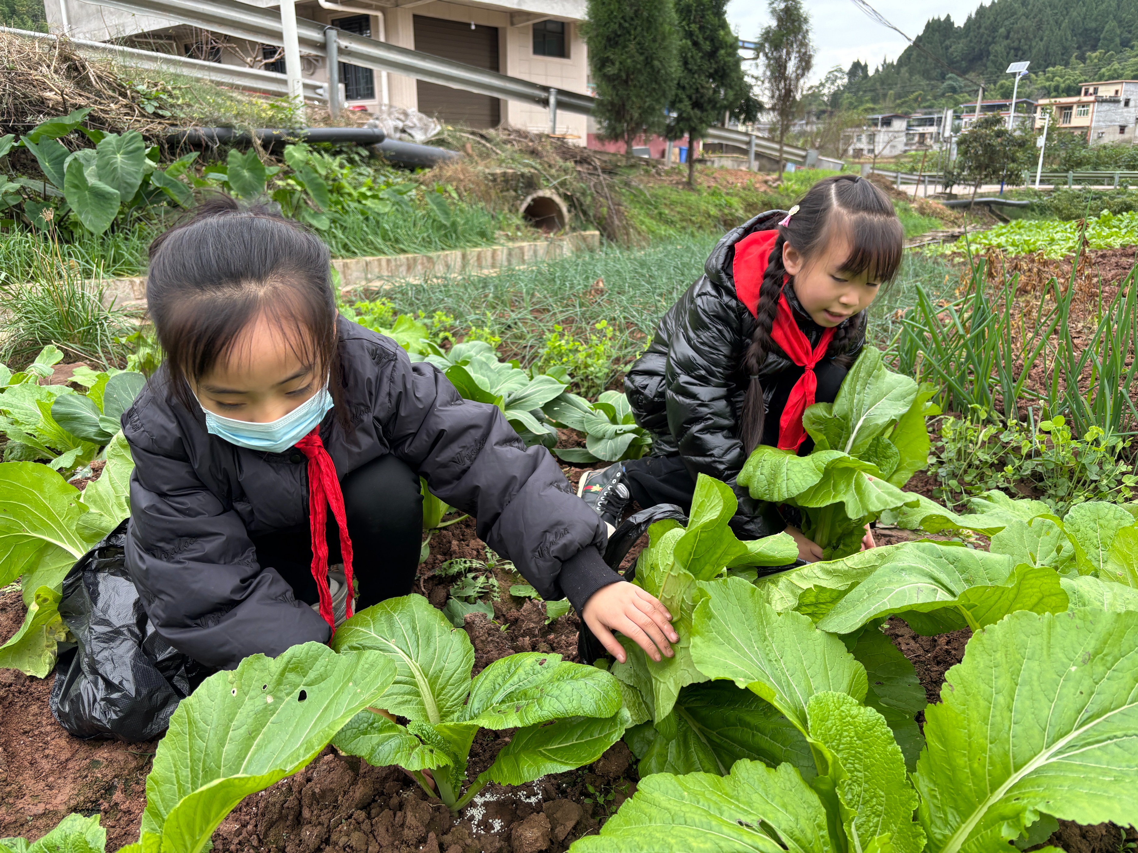 冬日躬耕乐 田间丰收忙║船山城北小学二年级研学种植活动圆满收官