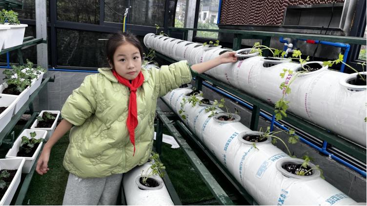 长江学校“小雅农”与水果西芹共成长——宜宾市南溪区长江学校“小雅农”开展水果西芹种植实践课