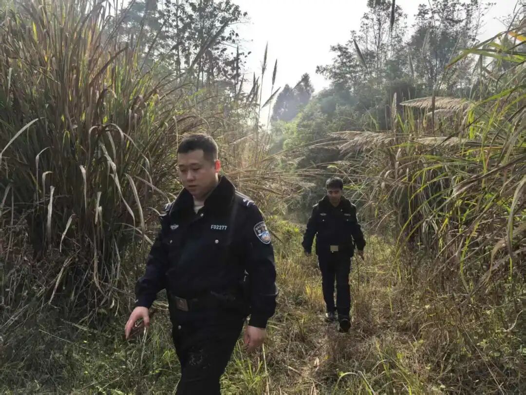 遂宁:三十只羊集体“出走”，民警进山开启“捉羊模式”