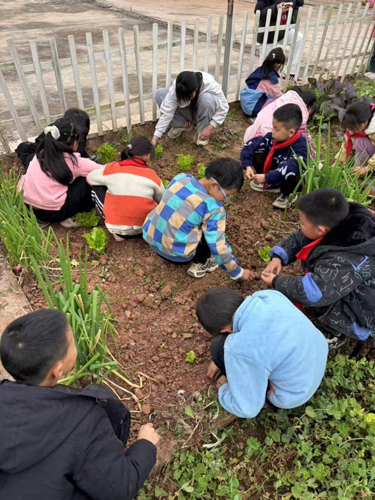 遂宁安居区青山明德小学：劳动教育——乡野田间绘成长！​