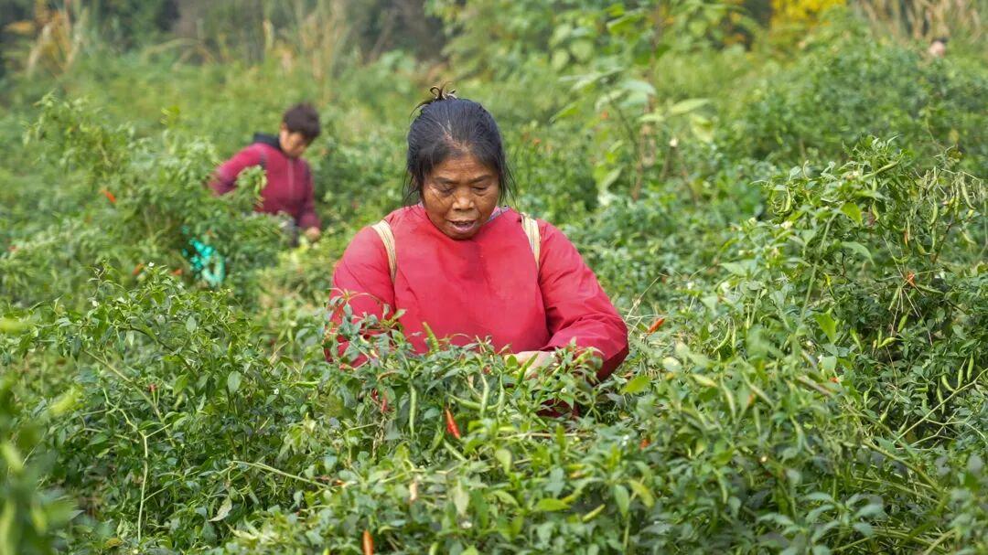 遂宁安居区青冈村：100余亩小辣椒红了田间、富了村民