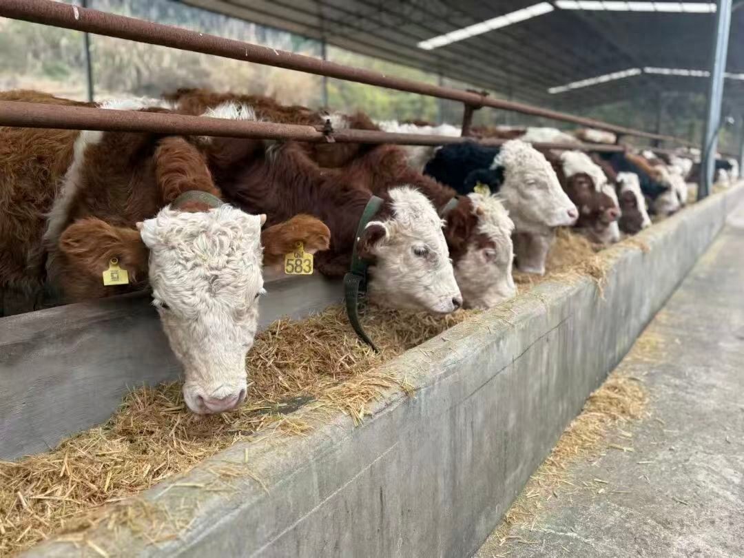 遂宁市安居区：科技养牛促共富 生态循环助振兴