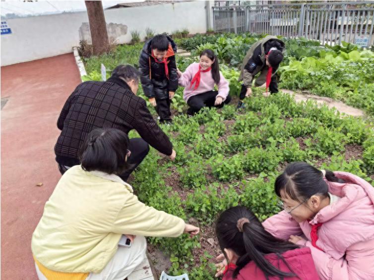大寒时节收硕果 劳动实践暖寒冬——宜宾市一曼小学校2025年秋期红色劳动基地喜获丰收