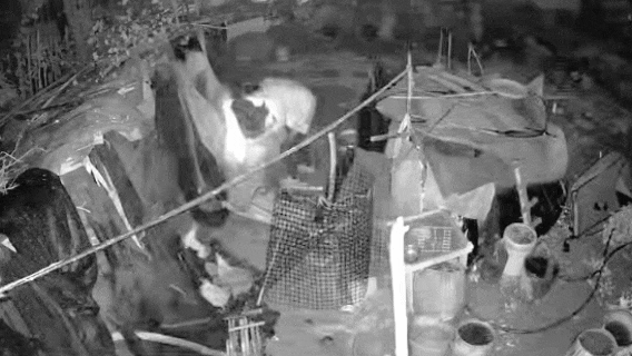 “偷鸡”不成蚀把米！遂宁男女深夜做这事被监控全记录