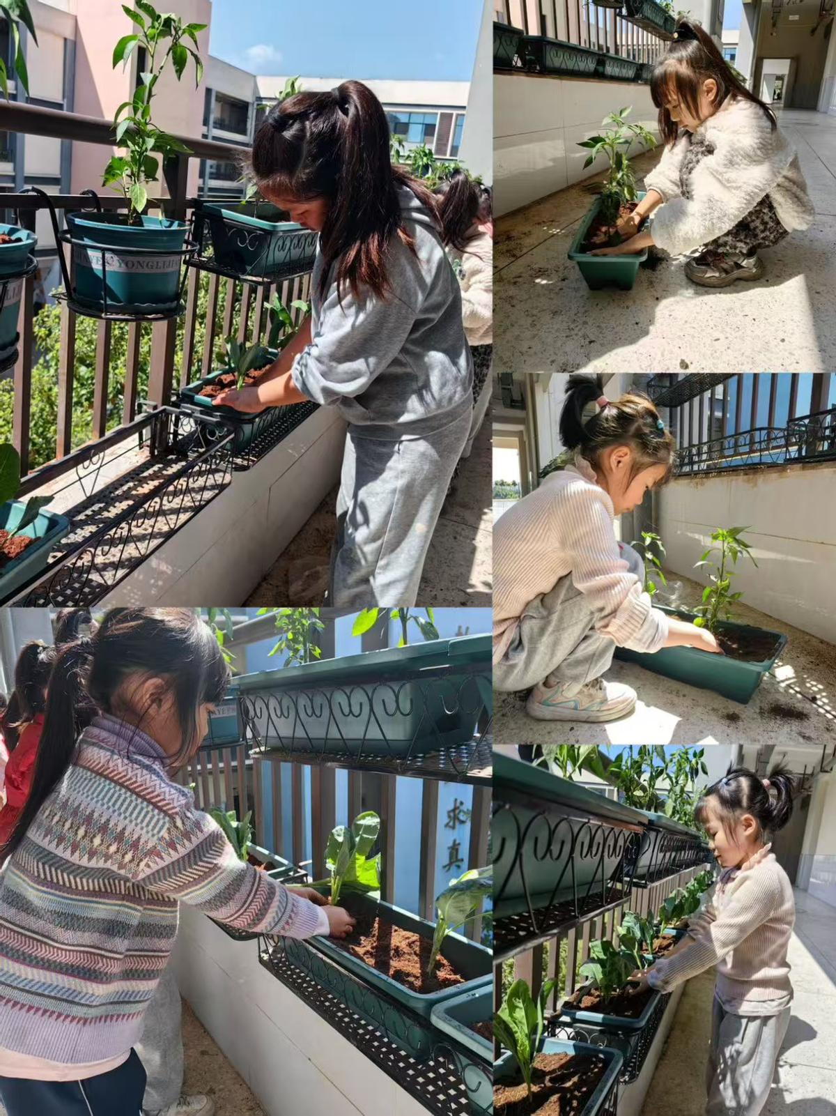 宜宾市南溪区福临小学校二年级7班：小手添新绿 种植迎春天