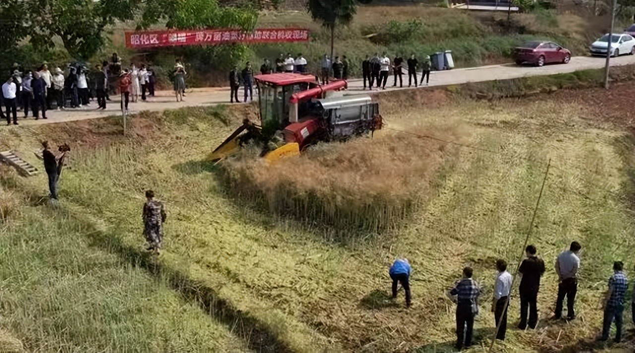 年年花相似 岁岁景不同——广元昭化万亩油菜花撬动农文旅融合振兴路