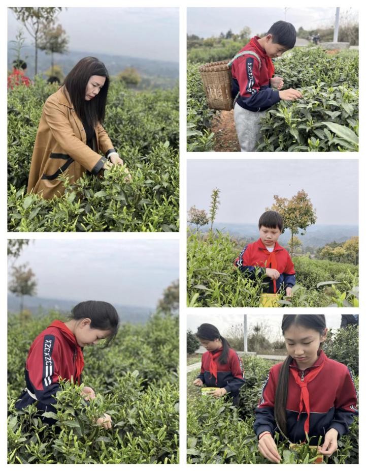 茶香润童心 劳动促成长——宜宾市南溪区林丰学校开展采茶研学实践活动