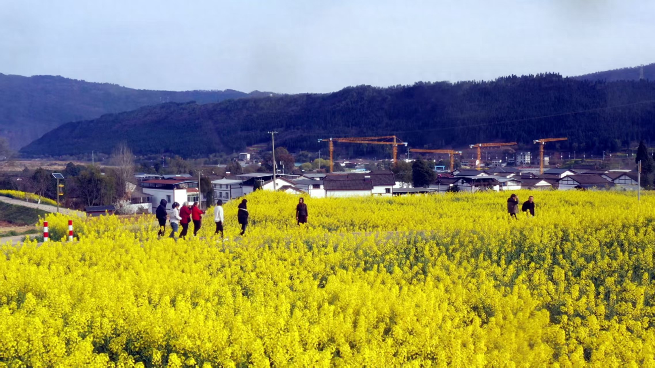 广元昭化：踏春赏花正当时 农旅融合促振兴