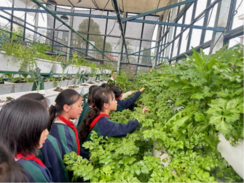 耕读润心 芹香筑梦——宜宾市南溪区长江学校三（1）班开展摘水芹劳动实践活动