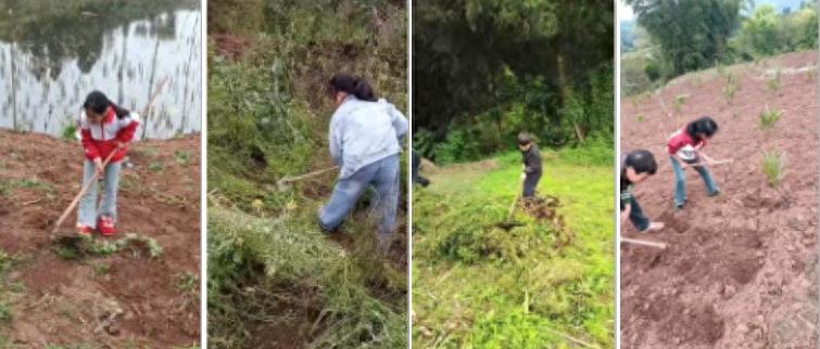 躬耕田野悟辛劳 春假实践促成长——宜宾市叙州区双龙学校双龙小学校区开展农耕劳作实践活动