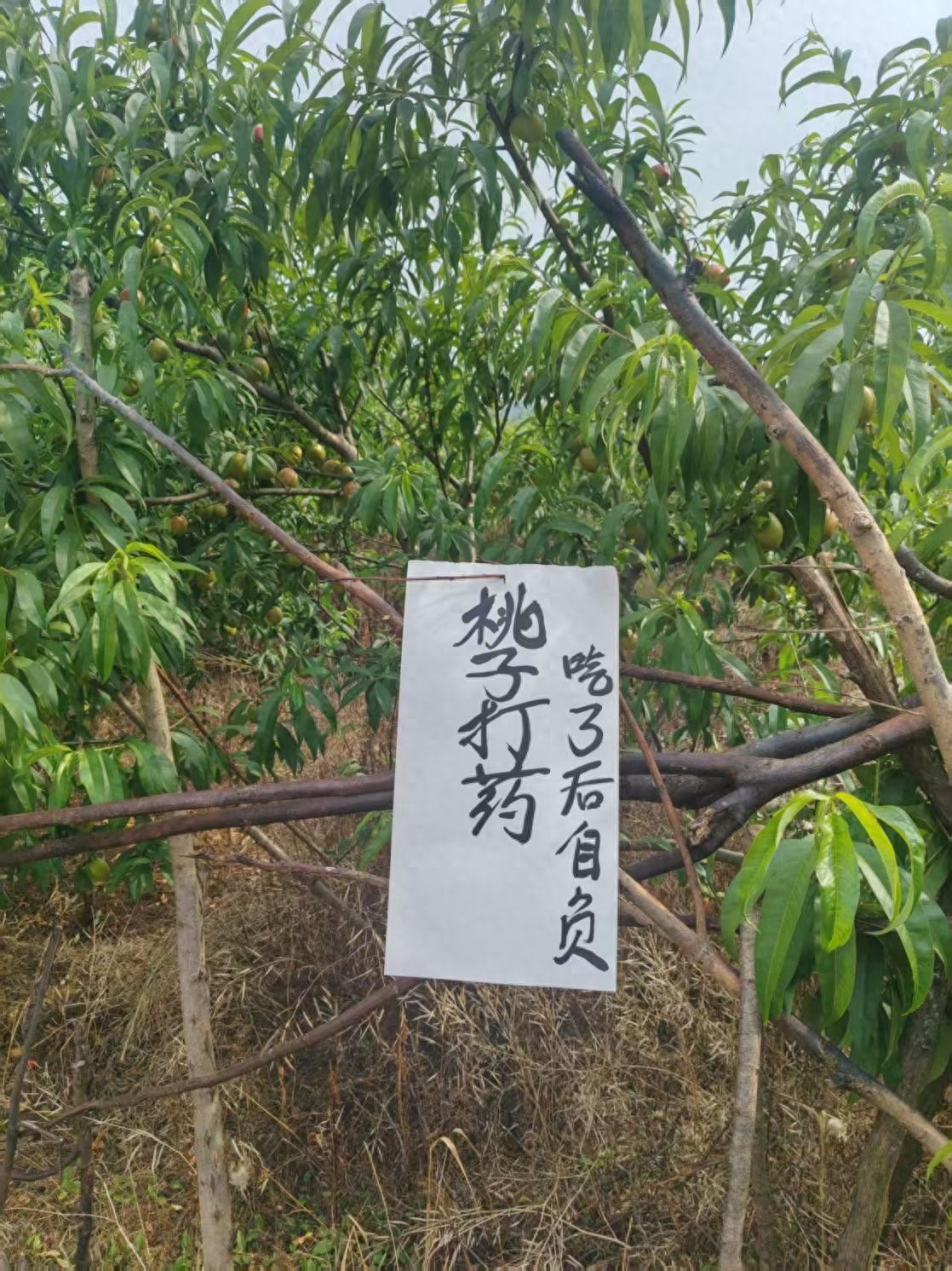 妙趣横生的“悟空体”书法与“假打”警示牌