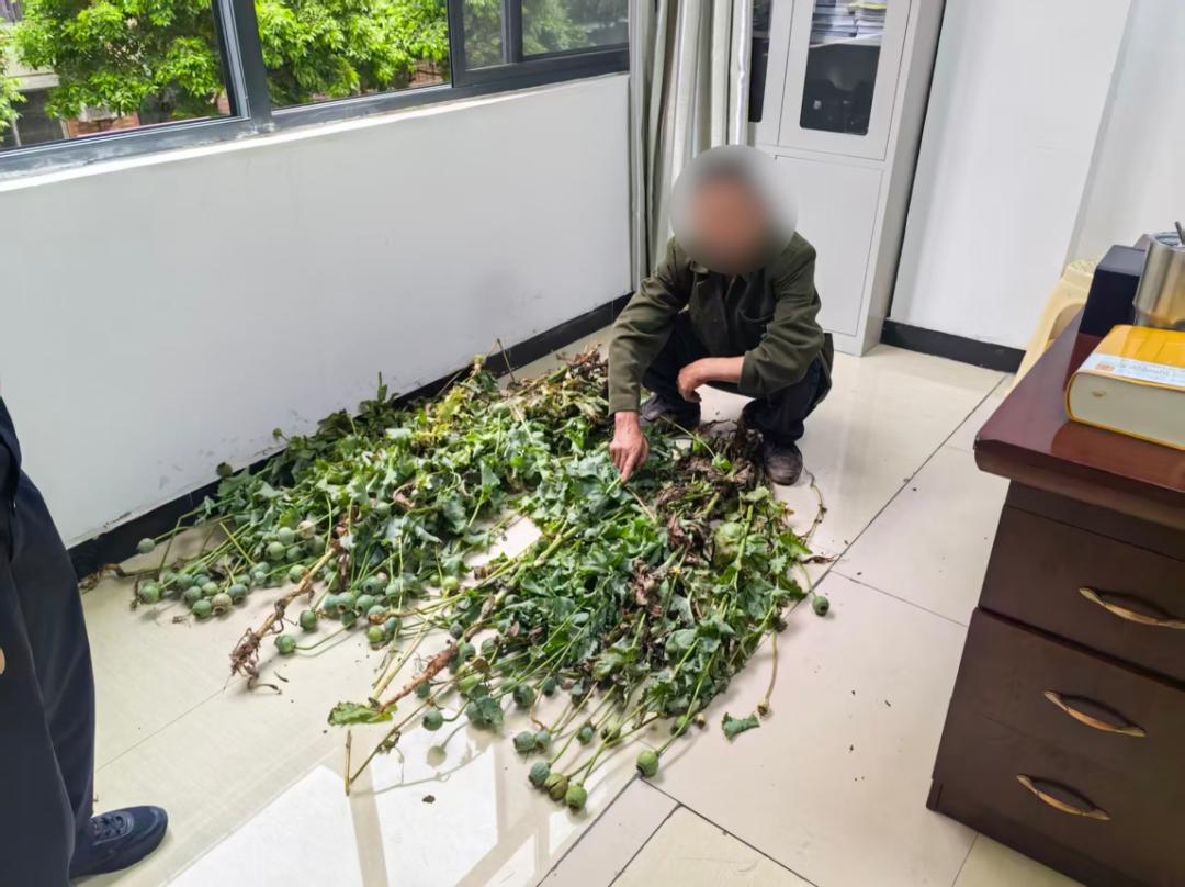 遂宁大爷轻信“偏方”种植罂粟，民警依法查处并铲除