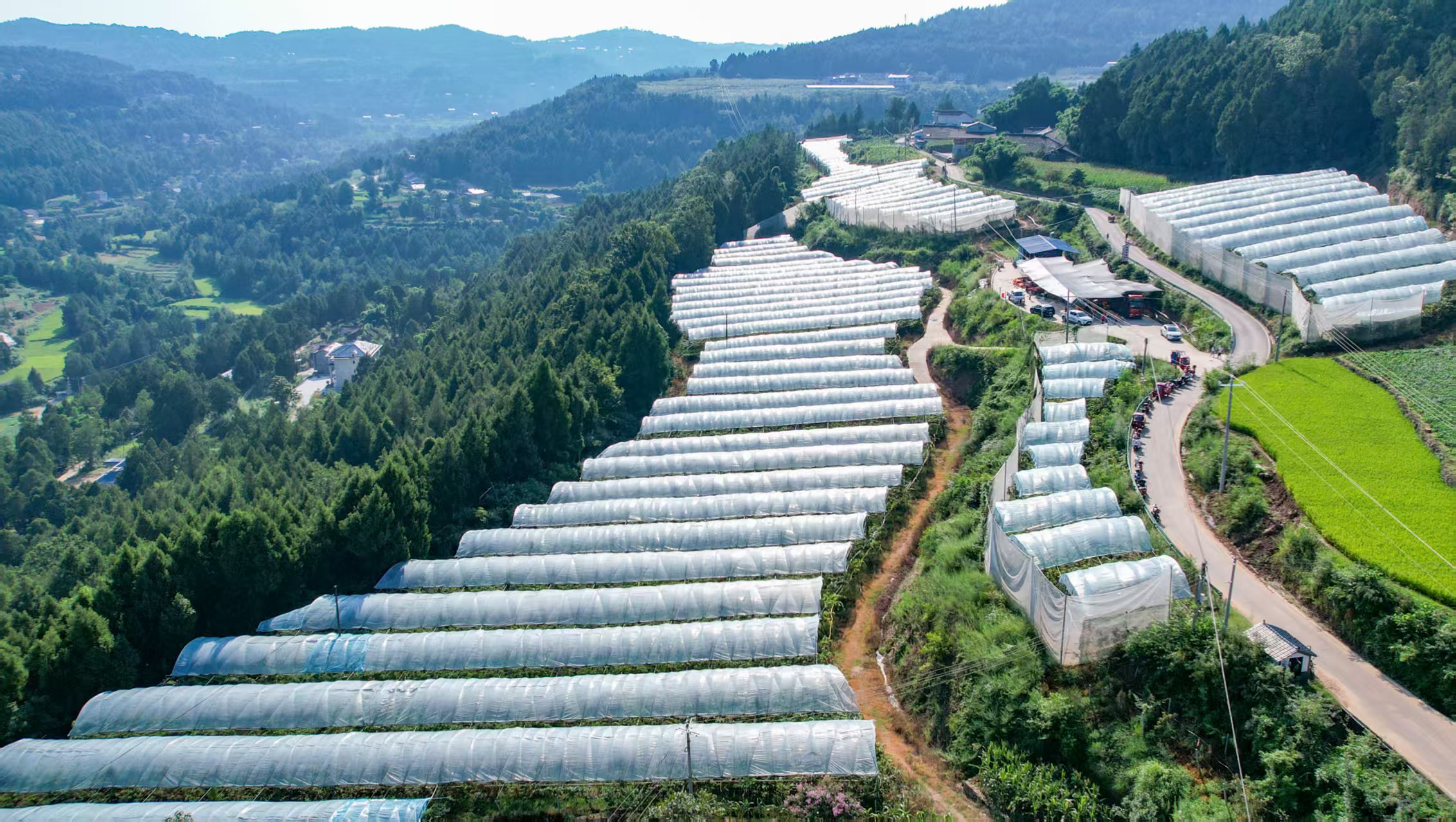 枝头结出“致富果” 广元昭化猕猴桃迎来丰收季