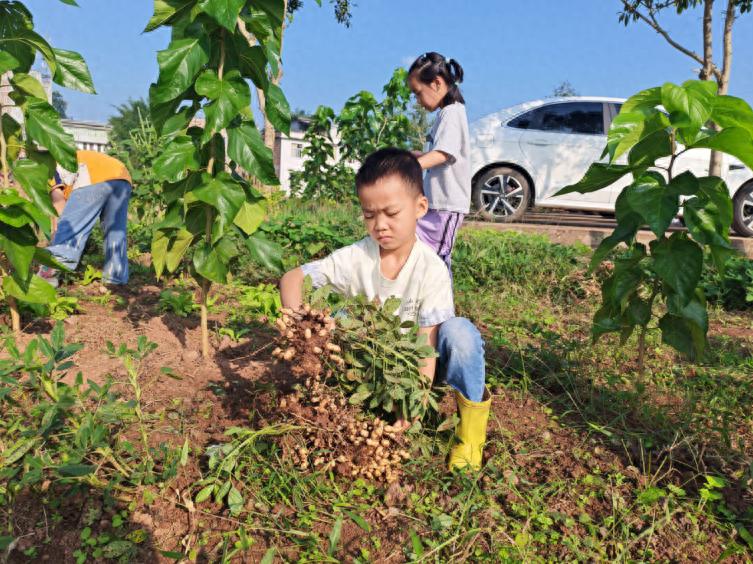 秋日拾趣 好事“花生”——宜宾市叙州区双龙镇中心幼儿园开展2026年秋季农耕收获活动